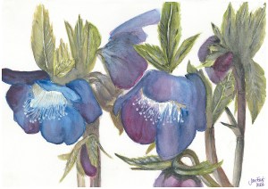 Hellebore