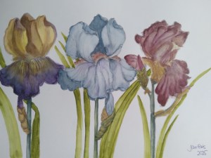 Bearded Iris